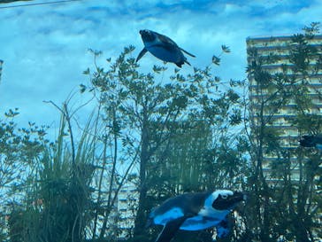 サンシャイン水族館に投稿された画像（2023/11/26）