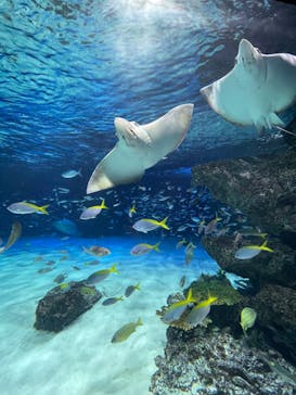 サンシャイン水族館に投稿された画像（2023/11/26）