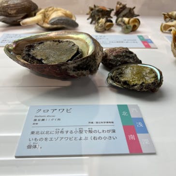 特別展「和食 ～日本の自然、人々の知恵～」に投稿された画像（2023/11/26）