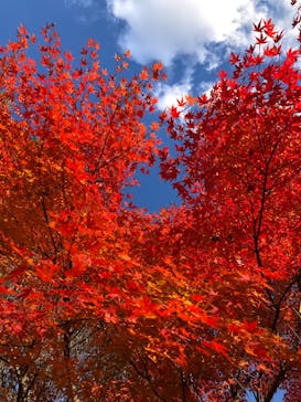 名古屋市東山動植物園に投稿された画像（2023/11/26）