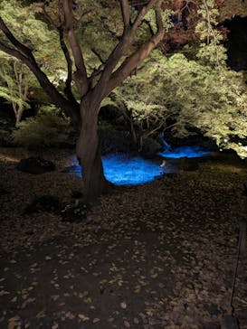 六義園に投稿された画像（2023/11/26）