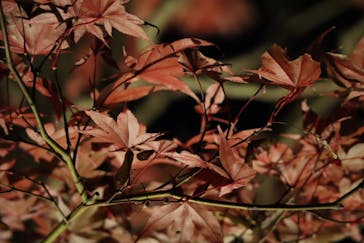 江戸東京たてもの園に投稿された画像（2023/11/26）