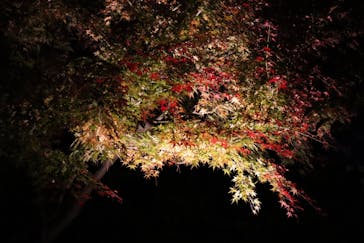 江戸東京たてもの園に投稿された画像（2023/11/26）