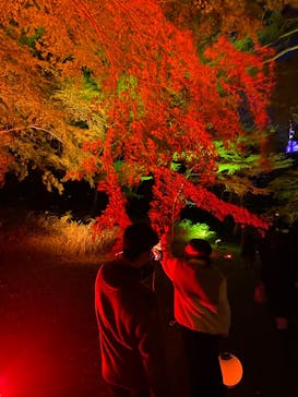 NAKED 紅葉の新宿御苑2023に投稿された画像（2023/11/26）