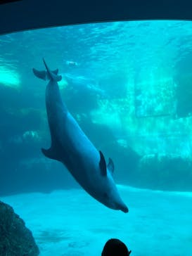 名古屋港水族館に投稿された画像（2023/11/26）