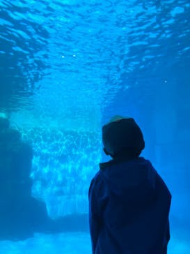 名古屋港水族館に投稿された画像（2023/11/26）