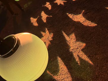 NAKED 紅葉の新宿御苑2023に投稿された画像（2023/11/26）