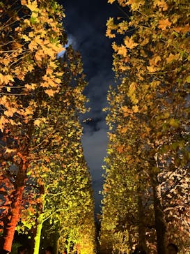 NAKED 紅葉の新宿御苑2023に投稿された画像（2023/11/26）