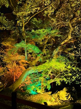 NAKED 紅葉の新宿御苑2023に投稿された画像（2023/11/26）