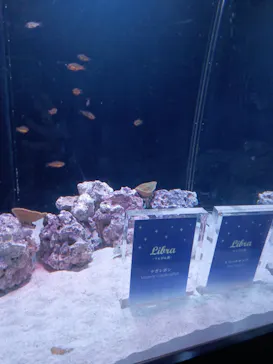 マクセル アクアパーク品川に投稿された画像（2023/11/26）