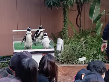 マクセル アクアパーク品川に投稿された画像（2023/11/26）