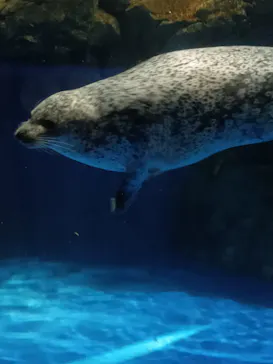 マクセル アクアパーク品川に投稿された画像（2023/11/26）