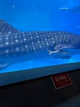 沖縄美ら海水族館に投稿された画像（2023/11/26）