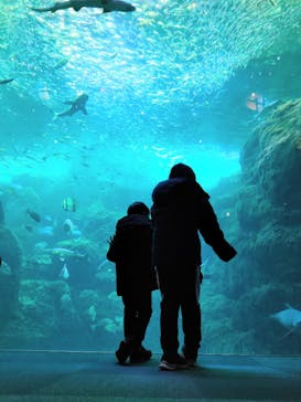 新江ノ島水族館に投稿された画像（2023/11/26）