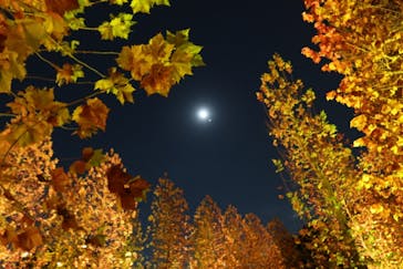 NAKED 紅葉の新宿御苑2023に投稿された画像（2023/11/26）