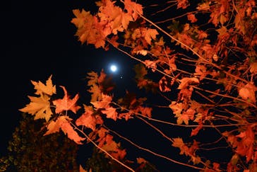 NAKED 紅葉の新宿御苑2023に投稿された画像（2023/11/26）