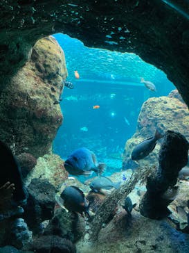 新江ノ島水族館に投稿された画像（2023/11/26）