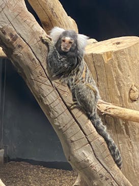 カワスイ 川崎⽔族館に投稿された画像（2023/11/26）