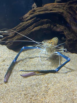 カワスイ 川崎⽔族館に投稿された画像（2023/11/26）