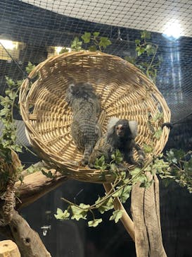 カワスイ 川崎⽔族館に投稿された画像（2023/11/26）