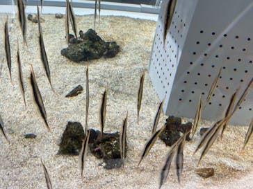 AOAO SAPPOROに投稿された画像（2023/11/26）