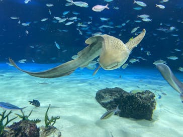 サンシャイン水族館に投稿された画像（2023/11/26）