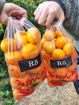 津市観光みかん狩り園に投稿された画像（2023/11/26）