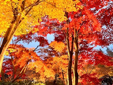 国営昭和記念公園 秋の夜散歩に投稿された画像（2023/11/26）