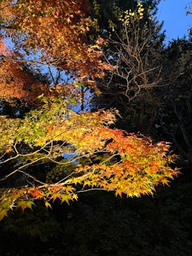 江戸東京たてもの園に投稿された画像（2023/11/26）