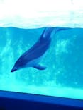 下田海中水族館に投稿された画像（2023/11/26）