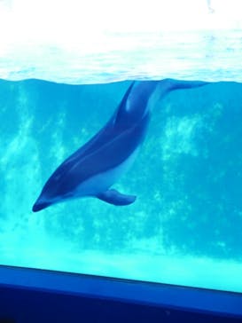 下田海中水族館に投稿された画像（2023/11/26）