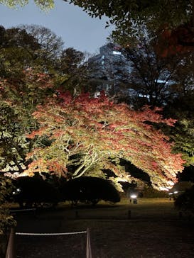 六義園に投稿された画像（2023/11/26）