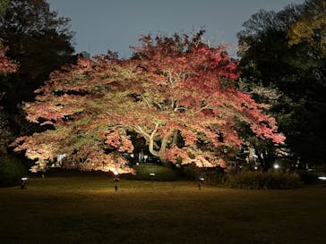 六義園に投稿された画像（2023/11/26）
