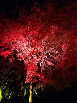 NAKED meets 二条城 2025 観月に投稿された画像（2023/11/26）