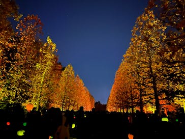 NAKED 紅葉の新宿御苑2023に投稿された画像（2023/11/26）