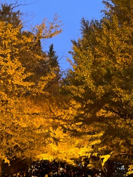国営昭和記念公園 秋の夜散歩に投稿された画像（2023/11/26）