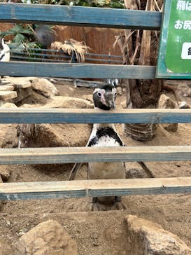 ゼロ距離水族館 伊勢シーパラダイスに投稿された画像（2023/11/26）