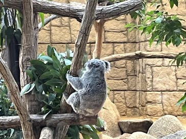 名古屋市東山動植物園に投稿された画像（2023/11/26）