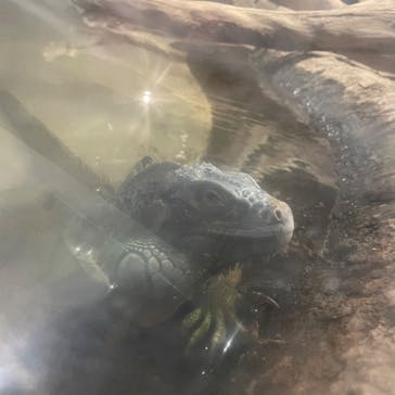 カワスイ 川崎⽔族館に投稿された画像（2023/11/26）