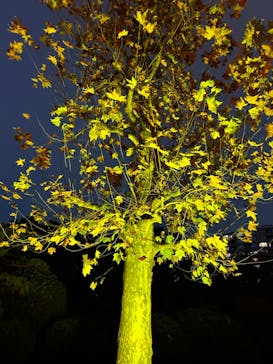 NAKED 紅葉の新宿御苑2023に投稿された画像（2023/11/26）