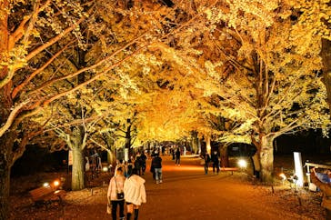 国営昭和記念公園 秋の夜散歩に投稿された画像（2023/11/26）