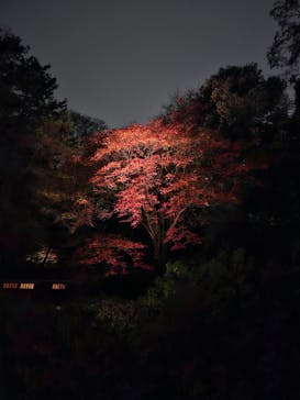 六義園に投稿された画像（2023/11/26）