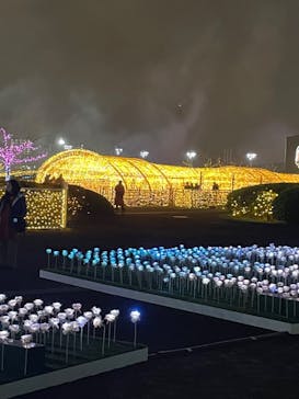 東京メガイルミに投稿された画像（2023/11/26）