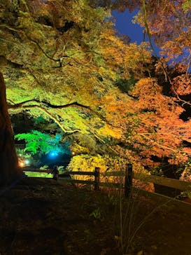 NAKED 紅葉の新宿御苑2023に投稿された画像（2023/11/26）