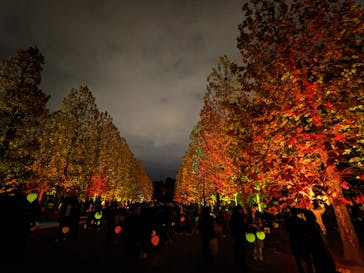 NAKED 紅葉の新宿御苑2023に投稿された画像（2023/11/26）