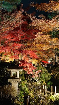 国営昭和記念公園 秋の夜散歩に投稿された画像（2023/11/26）