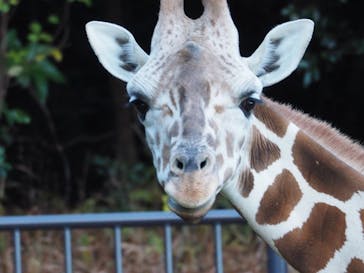名古屋市東山動植物園に投稿された画像（2023/11/26）