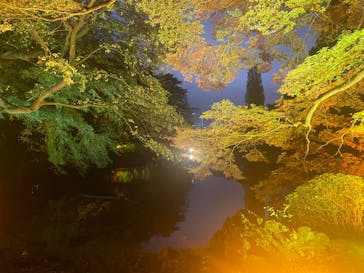 NAKED 紅葉の新宿御苑2023に投稿された画像（2023/11/26）