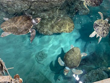 名古屋港水族館に投稿された画像（2023/11/26）