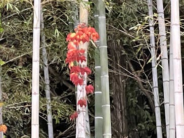 国営昭和記念公園 秋の夜散歩に投稿された画像（2023/11/26）